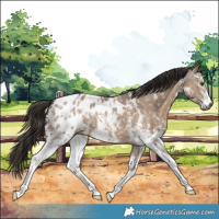 Horse Color:Gray Liver Red Dun Sabino Appaloosa