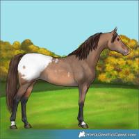 Horse Color:Bay Dun Appaloosa Rabicano 