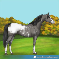 Horse Color:Grullo Sabino Appaloosa Rabicano 