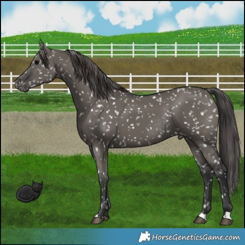 Horse Color:Grullo Appaloosa Rabicano 
