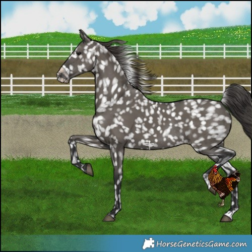 Horse Color:Grullo Snowflake VarnishRabicano 