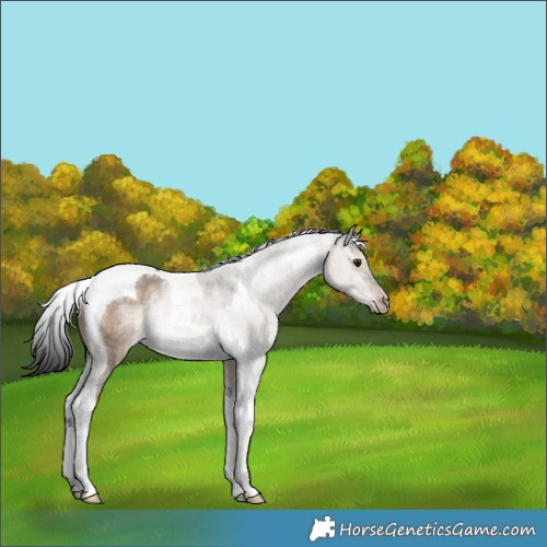 Horse Color:Brown Dun Tobiano Rabicano