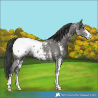 Horse Color:Grullo Sabino Appaloosa