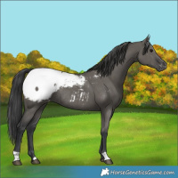 Horse Color:Grullo Appaloosa Rabicano 