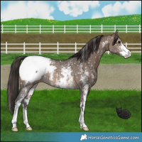Horse Color:Brown Dun Sabino Snowcap Rabicano 
