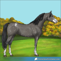 Horse Color:Grullo Sabino Appaloosa 