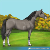 Horse Color:Grullo Sabino Appaloosa 