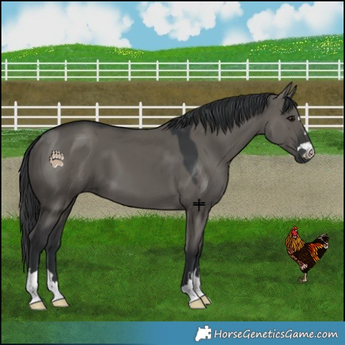 Horse Color:Grullo 