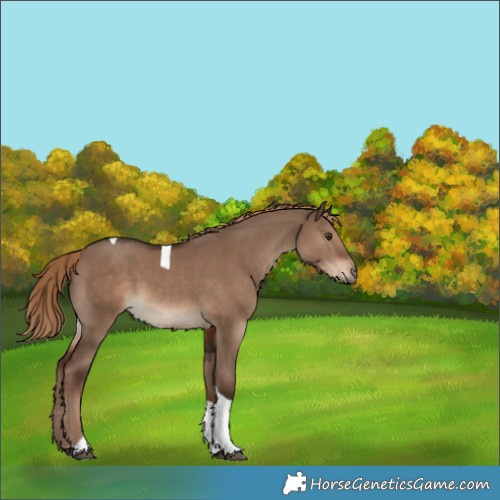 Horse Color:Liver Red Dun Tobiano