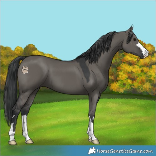 Horse Color:Grullo 