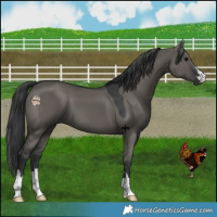 Horse Color:Grullo 