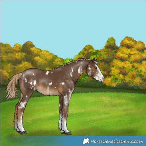 Horse Color:White Spotted Chocolate Palomino