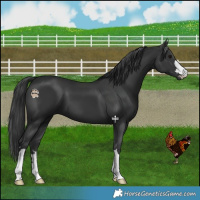 Horse Color:Black 