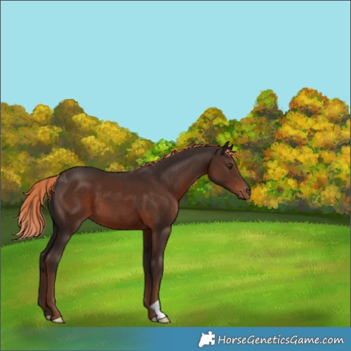 Horse Color:Liver Chestnut