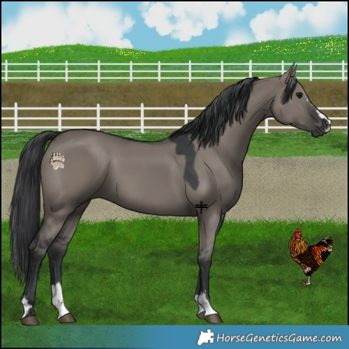 Horse Color:Grullo 