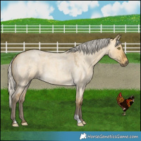 Horse Color:Silver Buckskin Roan Dun 
