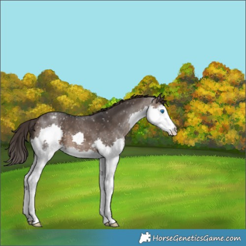 Horse Color:Brown Dun Splash Appaloosa 