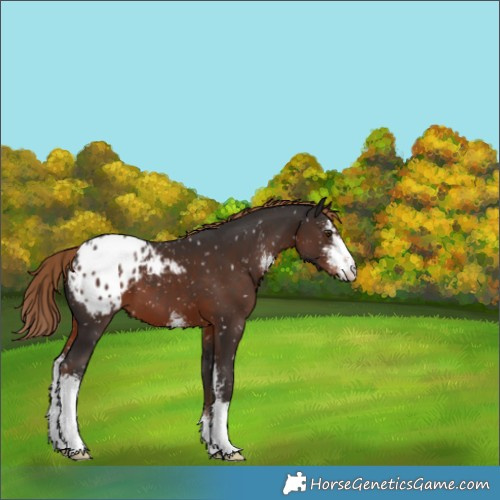 Horse Color:Liver Chestnut Sabino Appaloosa 