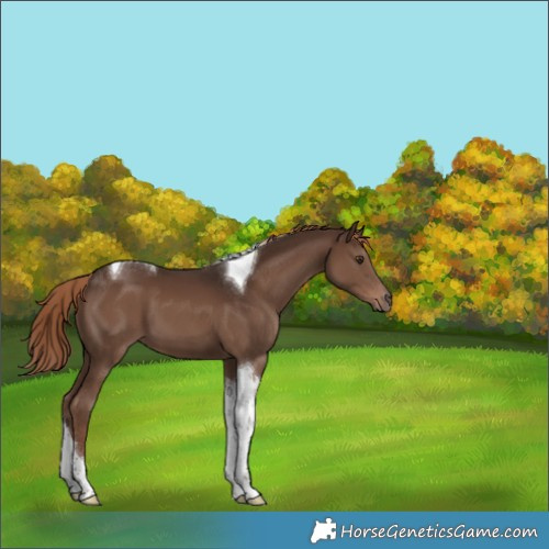 Horse Color:Liver Chestnut Tobiano 