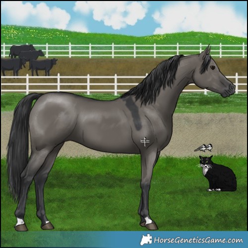 Horse Color:Grullo 