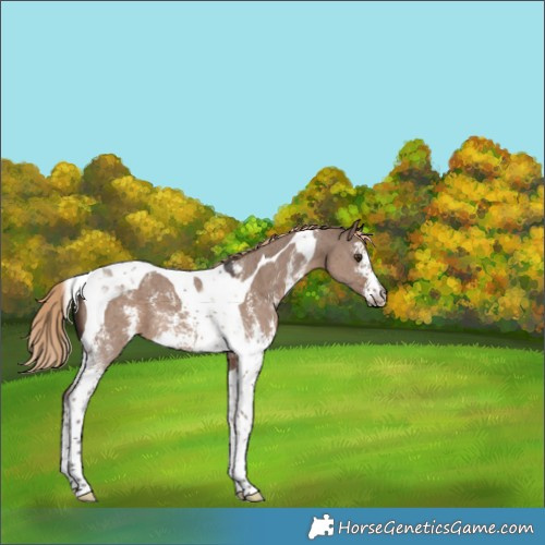 Horse Color:Liver Red Dun Sabino Tobiano