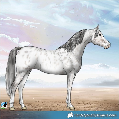Horse Color:Blue Onyx Roan Sabino Appaloosa Rabicano 