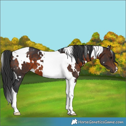 Horse Color:White Spotted Brown Tobiano 