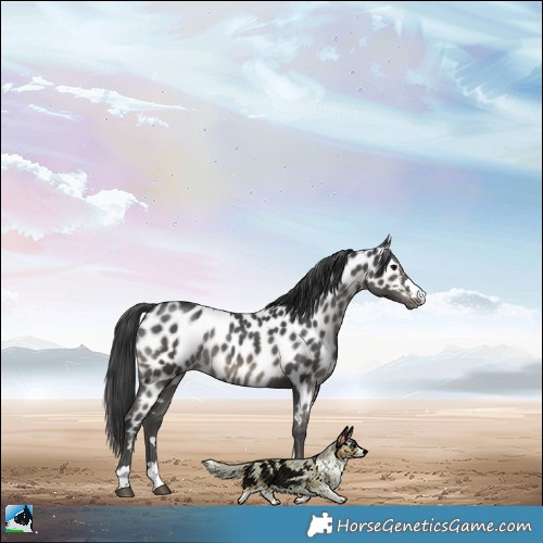 Horse Color:Black Appaloosa Rabicano 