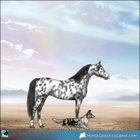 Horse Color:Black Appaloosa Rabicano