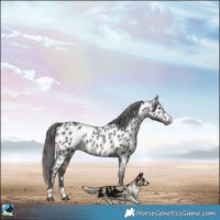 Horse Color:Black Appaloosa Rabicano 