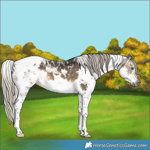 Horse Color:Gray White Spotted Silver Buckskin Splash Tobiano Appaloosa 