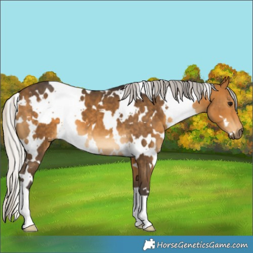 Horse Color:White Spotted Silver Buckskin 