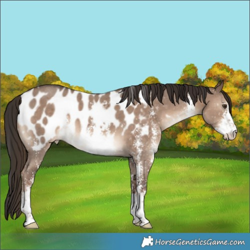 Horse Color:Liver Red Dun Sabino Appaloosa 