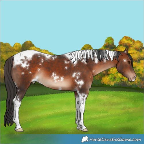 Horse Color:White Spotted Brown Tobiano Appaloosa 