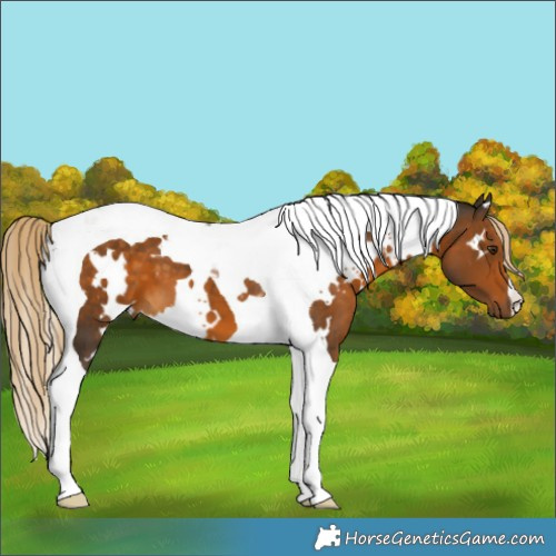 Horse Color:White Spotted Chocolate Palomino Tobiano 