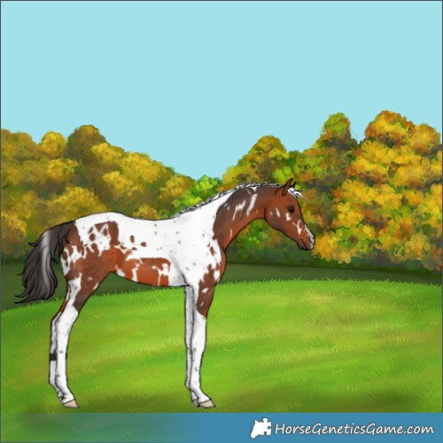 Horse Color:White Spotted Bay Tobiano