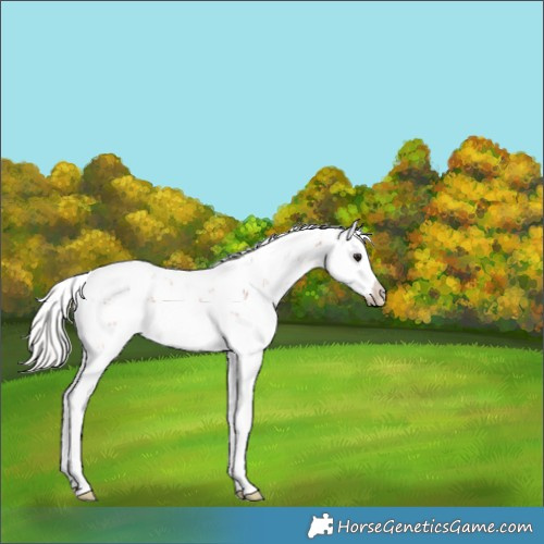 Horse Color:Silver Bay Sabino Splash