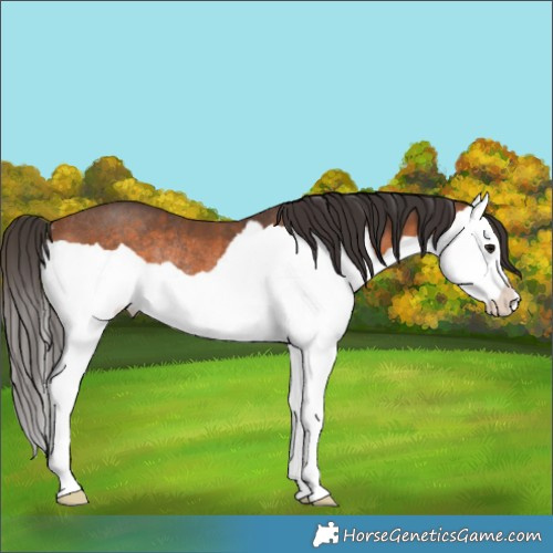 Horse Color:Bay Splash Rabicano