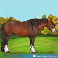 Horse Color:Unknown 