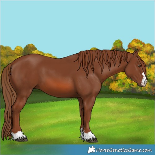 Horse Color:Unknown 