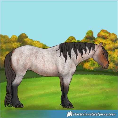 Horse Color:Unknown 