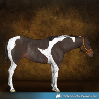 Horse Color:Liver Chestnut Tobiano Rabicano 