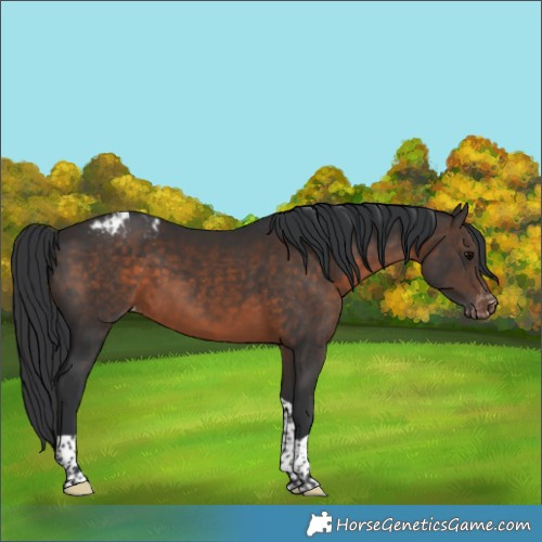 Horse Color:Brown Tobiano Blanket