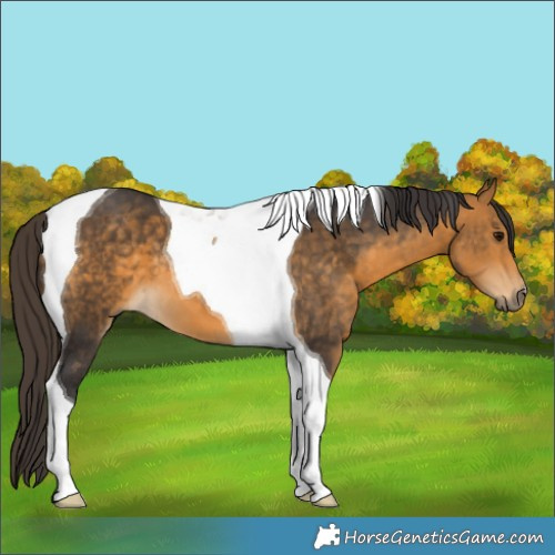 Horse Color:Buckskin Tobiano