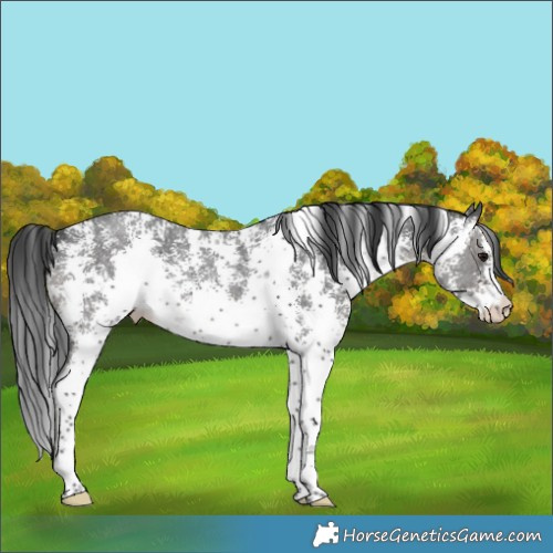 Horse Color:Black Sabino 