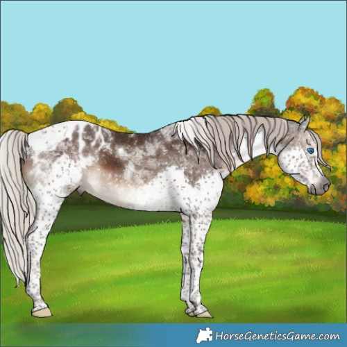 Horse Color:Gray Silver Black Splash Tobiano Appaloosa