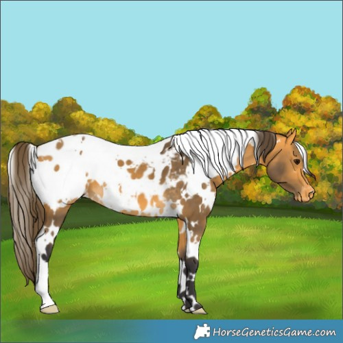 Horse Color:White Spotted Buckskin Appaloosa