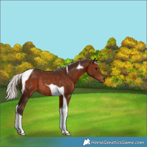 Horse Color:Silver Brown Tobiano Rabicano