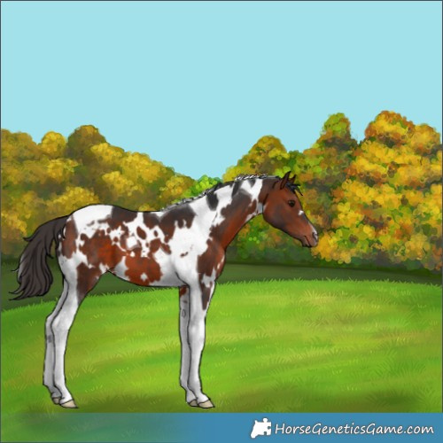 Horse Color:White Spotted Bay Tobiano