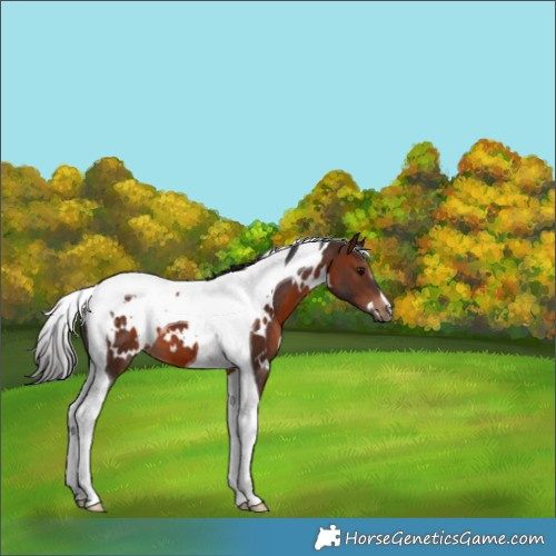Horse Color:White Spotted Bay Tobiano